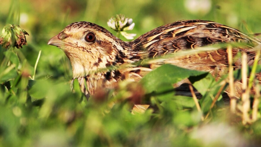 Sa kojom municijom i sa kakvim psima u lov na prepelice?