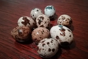 Jaja japanske prepelice lek budućnosti?