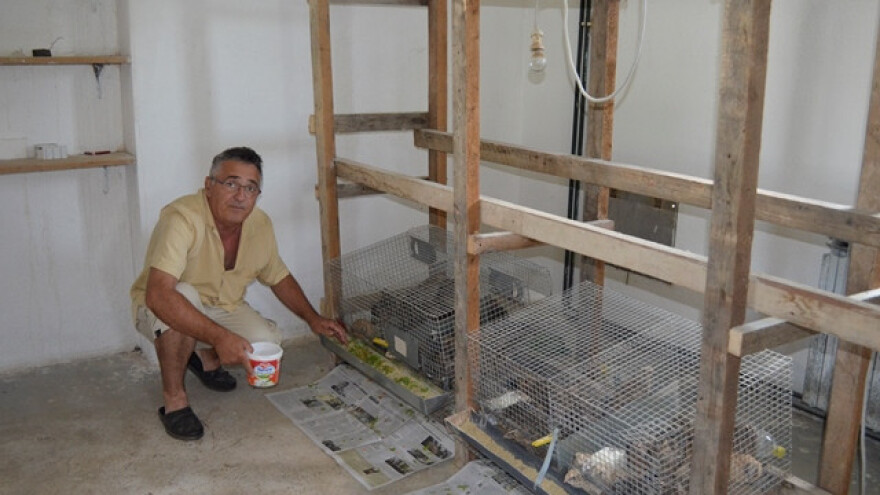 Uzgoj prepelica - fin, interesantan i unosan posao