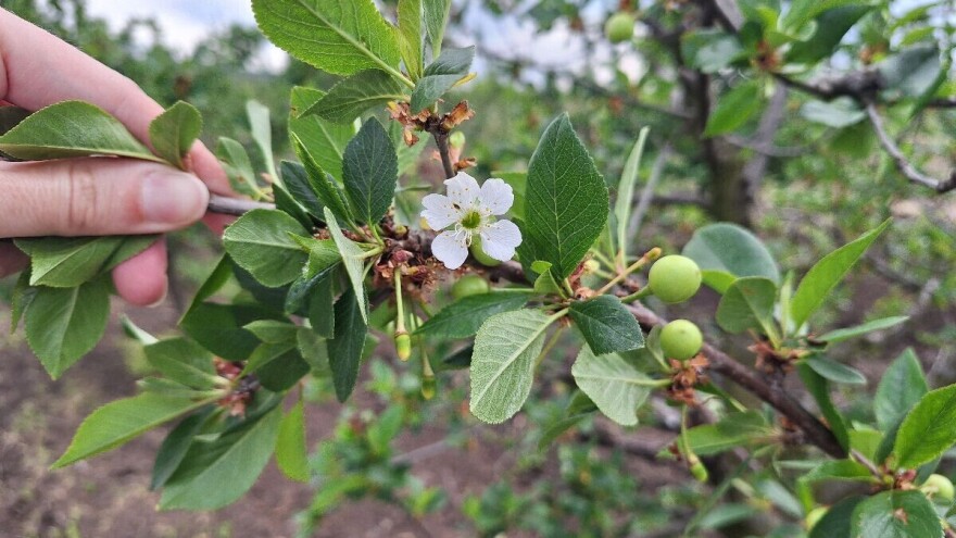 U knjaževačkim selima prepolovljen rod višnje,  u Feketiću nijedan plod