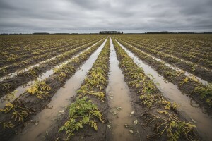 Prepolovljen urod krumpira