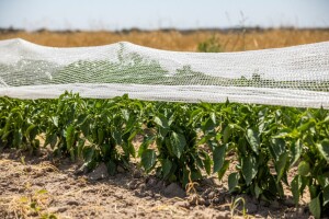 Preporučuje se zasjenjivanje osjetljivih biljaka!