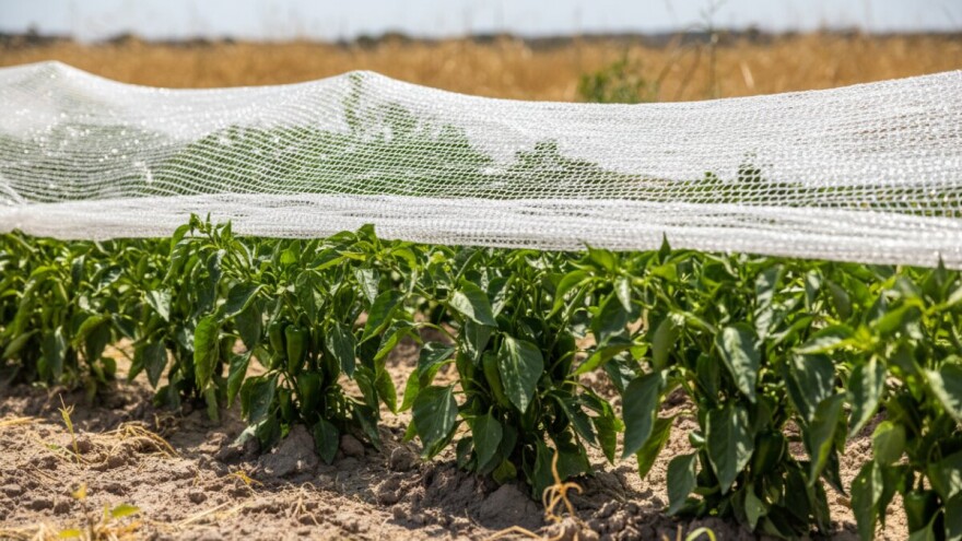 Preporučuje se zasjenjivanje osjetljivih biljaka!
