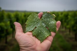 Preporuka za zaštitu vinove loze
