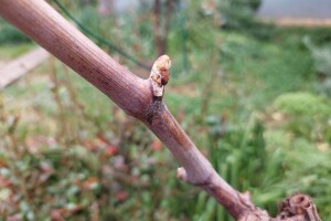 Vinogradari, uz bakrena sredstva dodajte zaštiti i sumpor