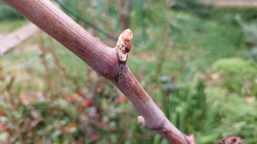 Vinogradari, uz bakarna sredstva zaštiti dodajte i sumpor