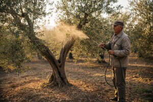 Preporuke maslinarima