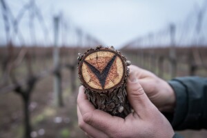 Prepoznavanje bolesti vinove loze tijekom zime i rezidbe