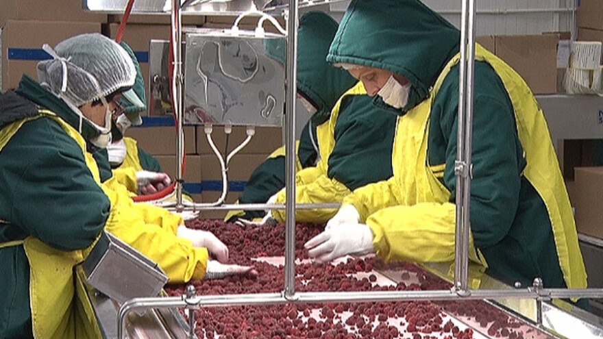 Izvoz srpske maline u zastoju