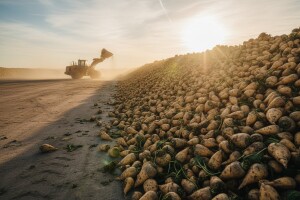 Prerađeno 74.000 tona slatkog korijena