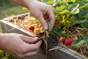 Presađivanje starinskih sorti jagoda