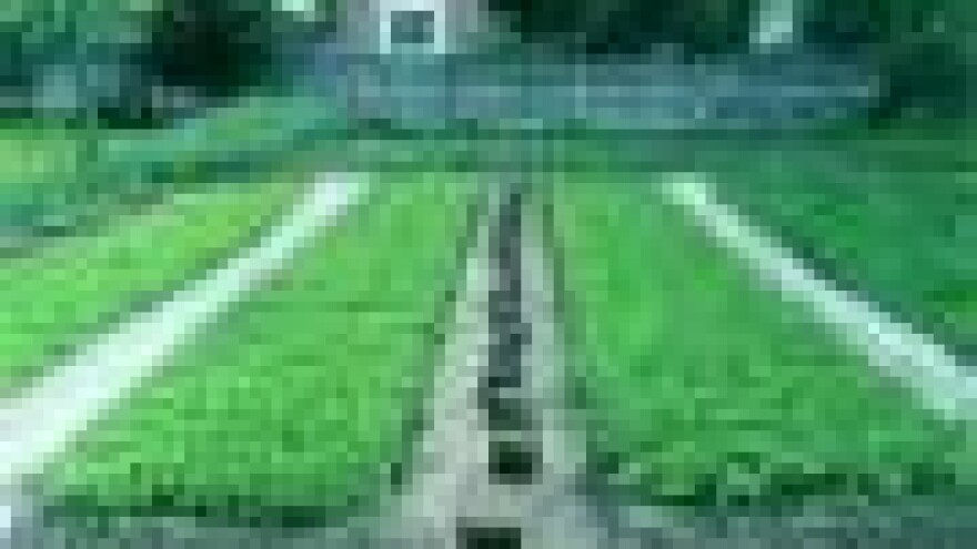 Uzgoj presadnica u niskim tunelima