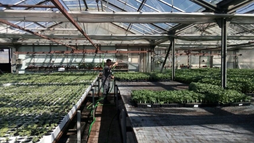 Dragan Dadić: Zbog proizvodnje presadnica smo opstali na tržištu