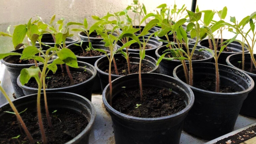 Velika tražnja za presadnicama povrća i ove sezone
