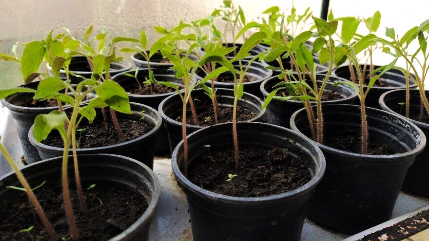 Proizvodnja rasada: Izbegnite najčešće greške