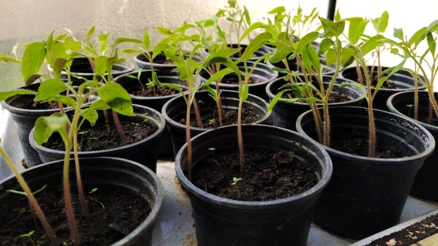 Uzgoj presadnica: Izbjegnite najčešće greške