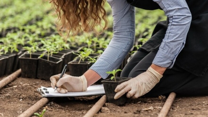 Zaštita presadnica u zaštićenom prostoru