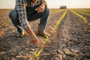 Presijavanje kukuruza