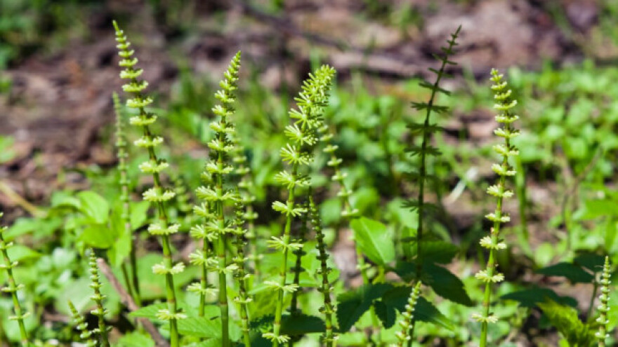 Preslica - idealna za zdravlje ljudi i biljaka