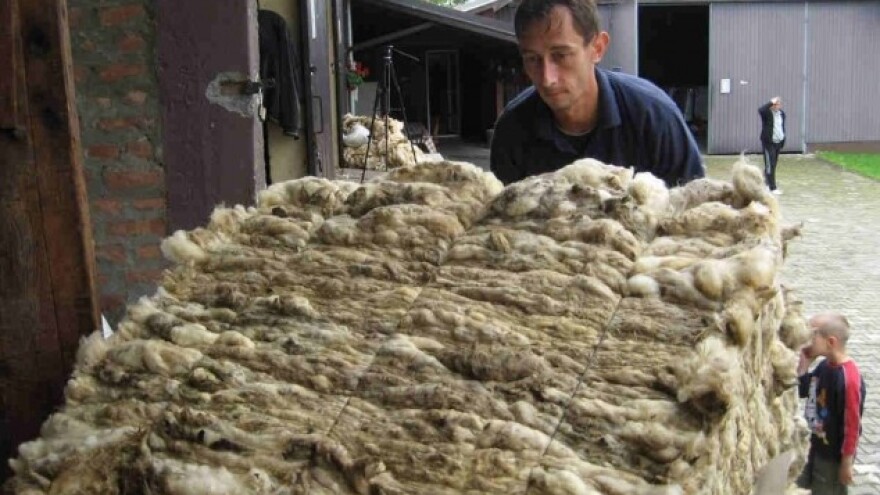 Vuna u Šumadiji ponovo na ceni