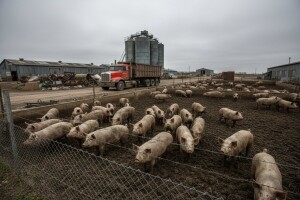 Prestanak agonije na Farmi Senkovac