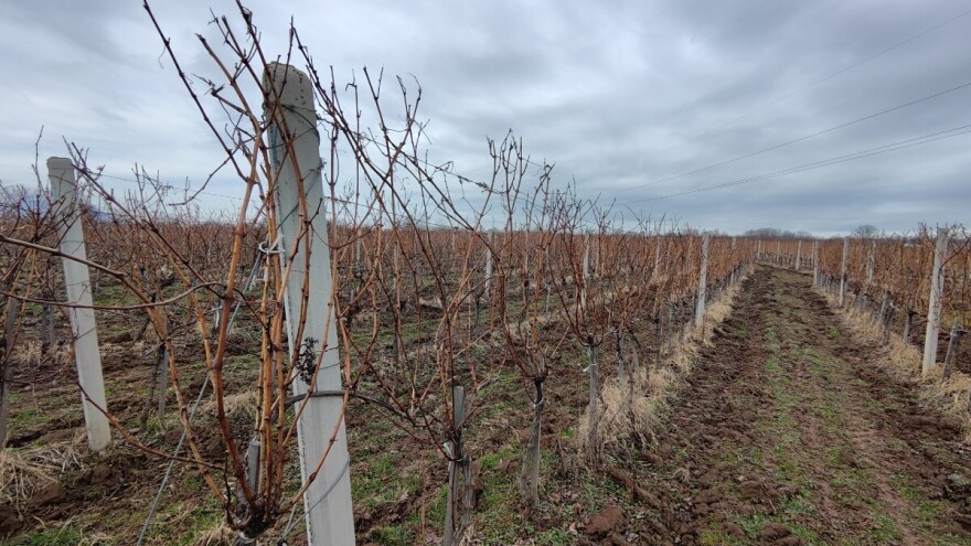 Pretnja vinogradima: Novi alati za rano otkrivanje Xylelle pre pojave simptoma