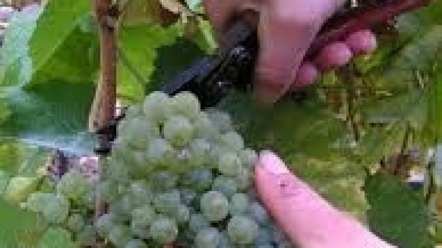 Počela zelena berba!