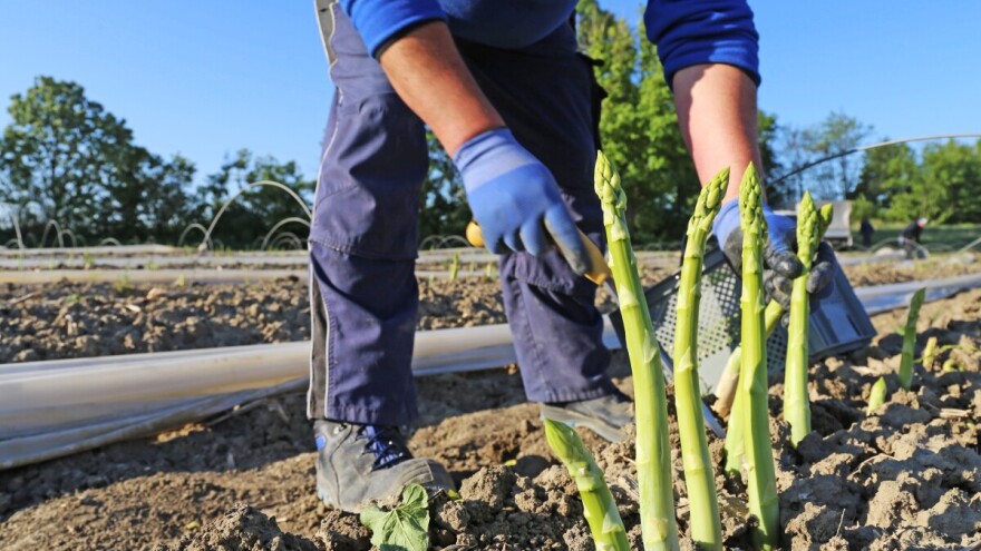 Prevara teška milijune: Jagode i šparoge donijele mu bogatstvo i zatvor