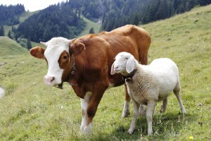 Kupili krave i janjad, obećali platiti pa nestali