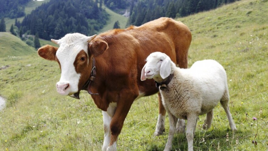 Kupili krave i janjad, obećali platiti pa nestali
