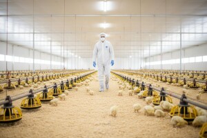 Prevencija salmonele 