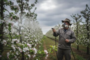 Preventivna zaštita jabuka i krušaka