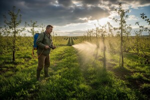 Preventivna zaštita jabuke, kruške i šljive