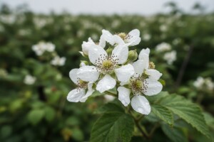 Preventivna zaštita kupina