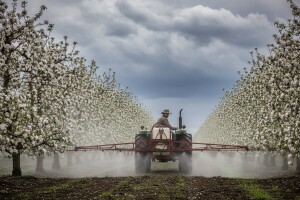 Preventivna zaštita nasada jabuka protiv fuzikladija