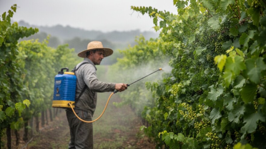 Preventivna zaštita vinograda