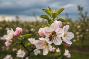 Preventivna zaštita voćnjaka od čađave krastavosti
