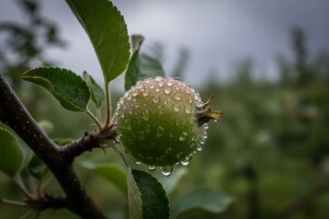Preventivne mjere u zaštiti jabuke