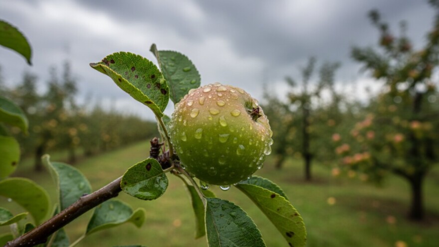 Preventivne mjere u zaštiti kruške i jabuke