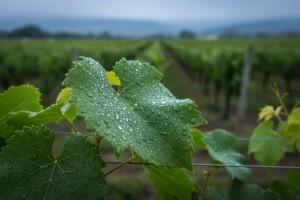 Preventivne mjere u zaštiti od plamenjače i pepelnice