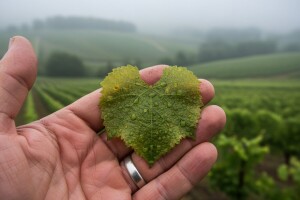 Preventivne mjere u zaštiti vinove loze