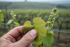 Preventivne mjere u zaštiti vinove loze