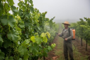 Preventivne mjere u zaštiti vinove loze