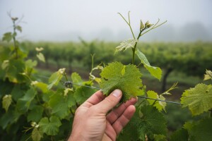 Preventivne mjere u zaštiti vinove loze