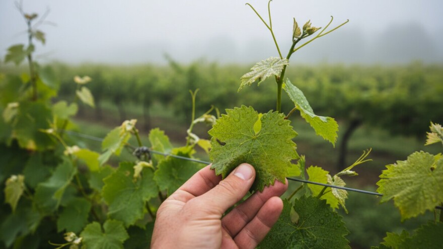 Preventivne mjere u zaštiti vinove loze