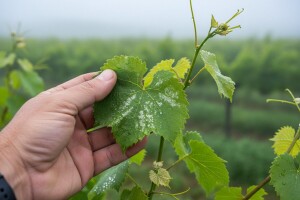 Preventivne mjere u zaštiti vinove loze