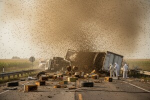 Prevrnuo se kamion s 11 miliona pčela