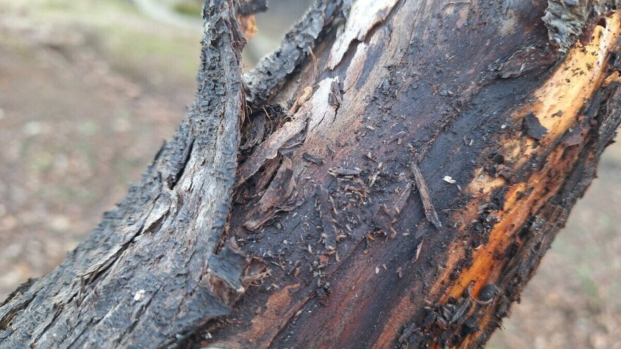 Štetočine na voću preskočile zimu i ostale aktivne: Šta je rješenje?
