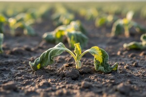 Prezimljujuće muhe mogu uništiti rane kupusnjače i luk!