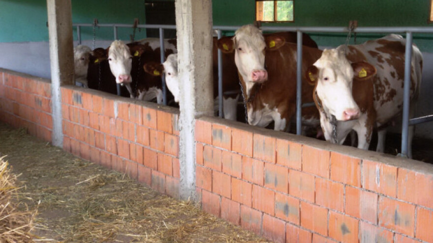 Jesenja ishrana stoke zahtjeva oprez